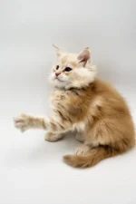 Querty Female Maine Coon Kitten