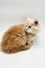 Querty Female Maine Coon Kitten